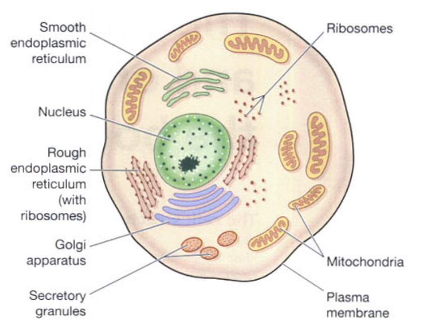 Structure and Function of Human Cell – PHB Education