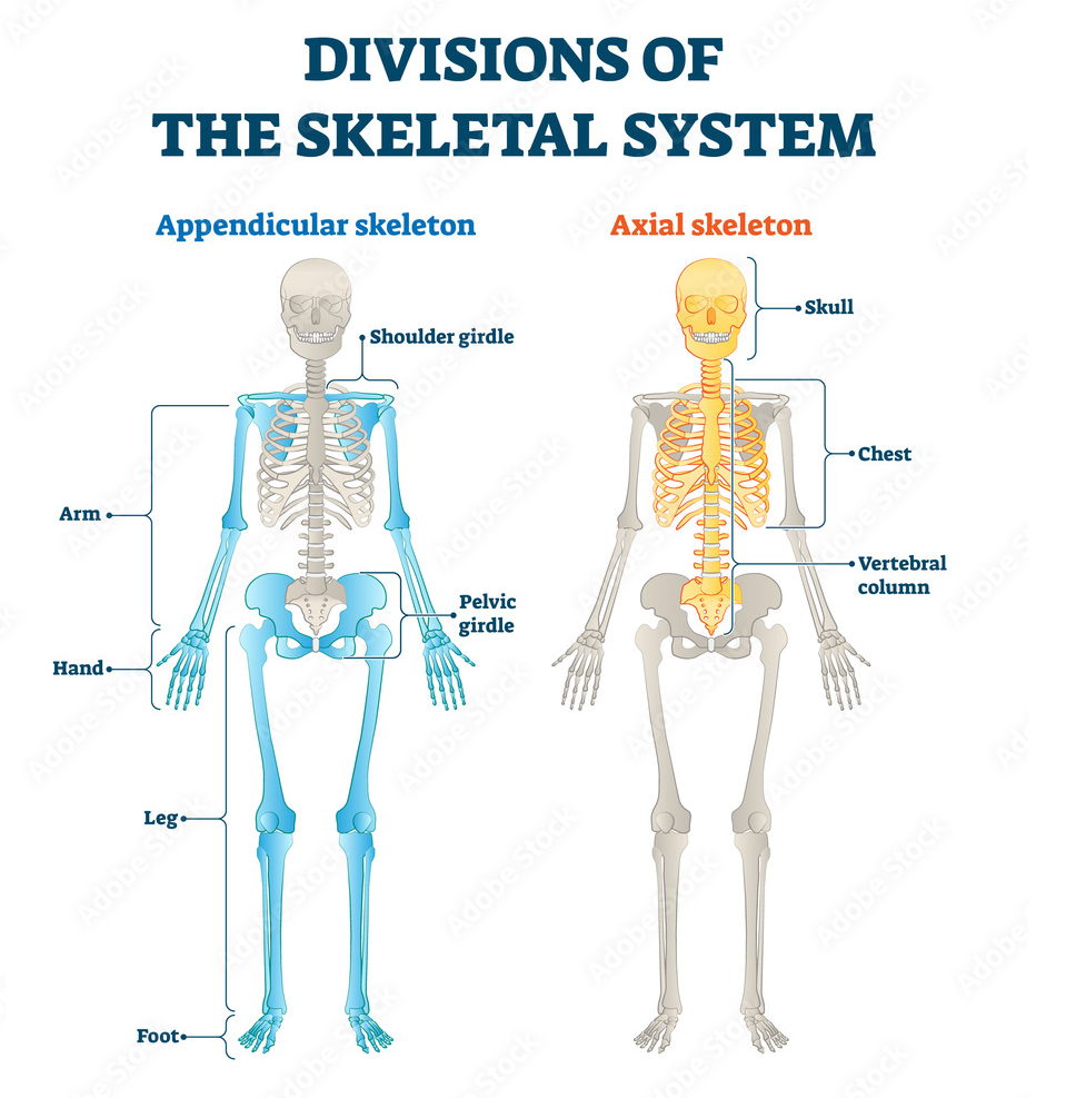 Chapter 4: Osseous system – PHB Education